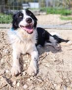 Mooie Border Collie-Australian Shepherd mixjes ter adoptie!, 6 jaar of ouder, Particulier, Buitenland, Collie