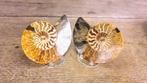 Ammoniet - Gefossiliseerd dier - Aioloceras (Cleoniceras), Nieuw