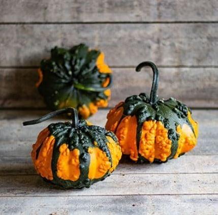 Hoargarth F1 Kalebas 250 zaden, Hobby en Vrije tijd, Knutselen, Nieuw, Ophalen of Verzenden