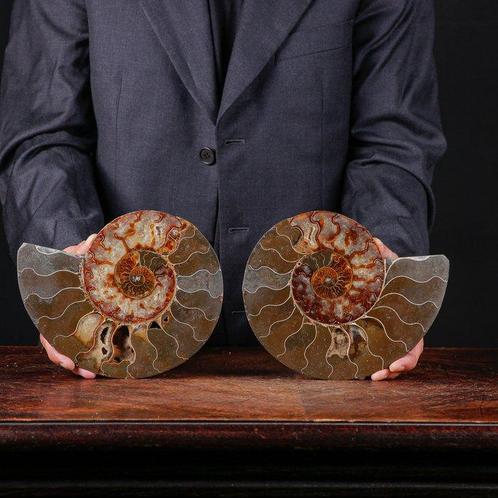 Eerste kwaliteit gesegmenteerde ammoniet - Perfect zichtbare, Verzamelen, Mineralen en Fossielen