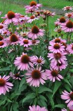 Zonnehoed Echinacea purpurea Magnus Pot