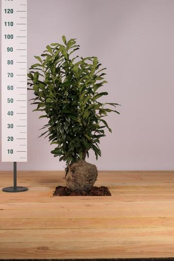 Laurier Genolia/Prunus laurocerasus ‘Genolia’ 60 t/m 225cm beschikbaar voor biedingen