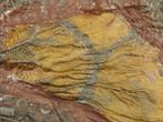 Crinoide - Gefossiliseerd dier - 18 cm (Zonder Minimumprijs), Verzamelen, Mineralen en Fossielen