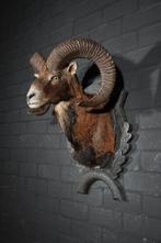 Large Mouflon head-mount Taxidermie wandmontage - Ovis a., Verzamelen, Dierenverzamelingen, Nieuw