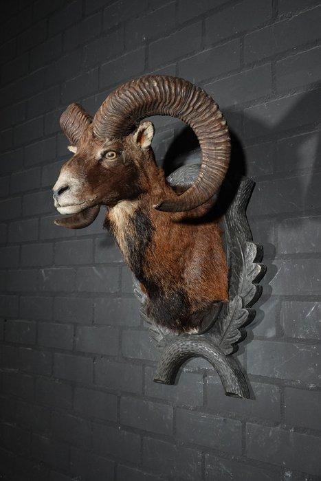 Large Mouflon head-mount Taxidermie wandmontage - Ovis a., Verzamelen, Dierenverzamelingen