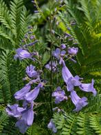 Vormbomen, Japanse esdoorns, hagen, mediteraine planten e,d, Tuin en Terras, Ophalen, Vaste plant, Overige soorten