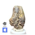 Gefossiliseerde klauw - Rare Unidentified Theropod Dinosaur