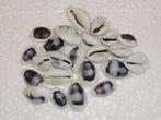 Cypraea Blue schelpen Blauw 100 stuks, Ophalen of Verzenden, Nieuw