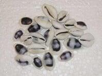 Cypraea Blue schelpen Blauw 100 stuks, Hobby en Vrije tijd, Knutselen, Nieuw, Ophalen of Verzenden