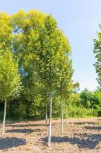 Tilia tomentosa Doornik hoogstam 18/20