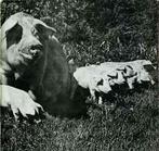 LP gebruikt - Pink Floyd - The Best Of Tour 72 (U.K. 1973..., Cd's en Dvd's, Verzenden, Zo goed als nieuw