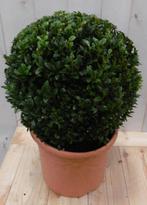 Buxus Bol 30 cm - Warentuin Natuurlijk, Tuin en Terras, Planten | Tuinplanten, Verzenden