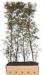 Amelanchier lamarckii - Quickhedge, Tuin en Terras, Planten | Struiken en Hagen, Verzenden