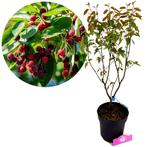 Amelanchier lamarckii + pot 19cm, Verzenden, Volle zon