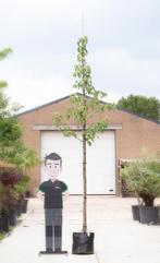 Zakdoekenboom Davidia involucrata h 350 cm st. omtrek 12 cm, Tuin en Terras, Planten | Bomen, Verzenden