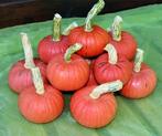 Miss Sophie Coral kleine pompoen 50 zaden, Ophalen of Verzenden, Nieuw