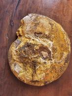 Ammoliet - Fossiele helft - Harpoceras Falciferum - 18 cm -, Verzamelen, Mineralen en Fossielen