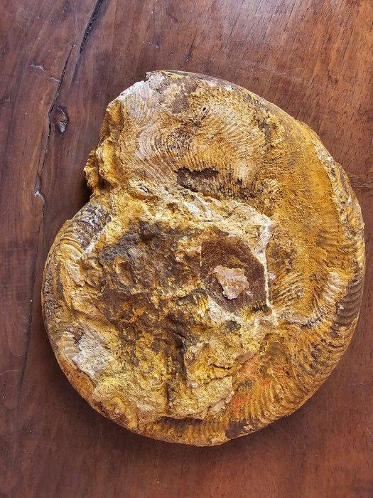 Ammoliet - Fossiele helft - Harpoceras Falciferum - 18 cm -, Verzamelen, Mineralen en Fossielen