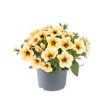 Petunia Beautical - French Vanilla, Ophalen of Verzenden