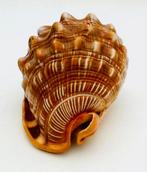 Gastropode Zeeschelp - CYPREACASSIS RUFA. (Zonder, Nieuw