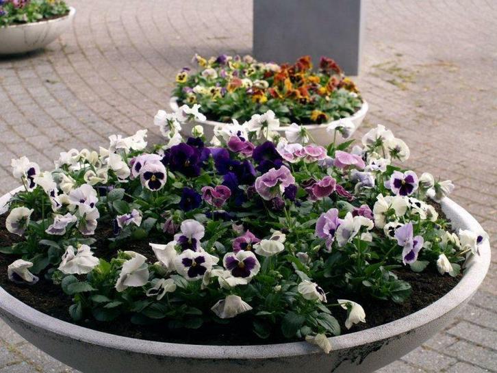 Grote Bloempot - Bloembak - Plantenschaal, Tuin en Terras, Bloempotten, Nieuw, 40 cm of meer, Rond, Minder dan 40 cm, Ophalen of Verzenden