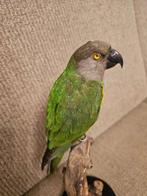Senegalese parkiet Taxidermie volledige montage -, Verzamelen, Dierenverzamelingen, Nieuw