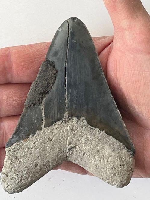 Megalodon tand 10,8 cm - Fossiele tand - Carcharocles, Verzamelen, Dierenverzamelingen