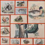 Lit. Petraroja - A. di Lorenzo dis. - Lot with 19