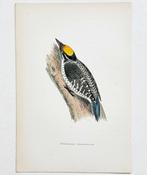 F.O. Morris / Alexander Lydon / Benjamin Fawcett - A History