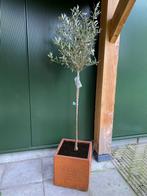 Wovar - Cortenstaal Plantenbakken, Vanaf €89,99, Tuin en Terras, Bloembakken en Plantenbakken, Verzenden, Nieuw