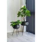 Monstera, Verzenden, Nieuw