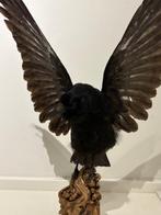 Kraai Taxidermie volledige montage - Corvus - No cites, Nieuw