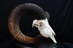 Mouflon Schedel - Ovis a musimon - 25 cm - 30 cm - 42 cm-, Verzamelen, Dierenverzamelingen, Nieuw