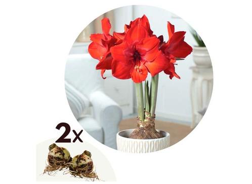 Flowerbulbs Amaryllis bulb red - set of 2, Huis en Inrichting, Kamerplanten, Verzenden