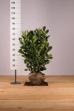 Laurier Rotundifolia/Prunus laur. Rotundifolia 60t/m225cm, Ophalen of Verzenden, Overige soorten, Haag, 100 tot 250 cm