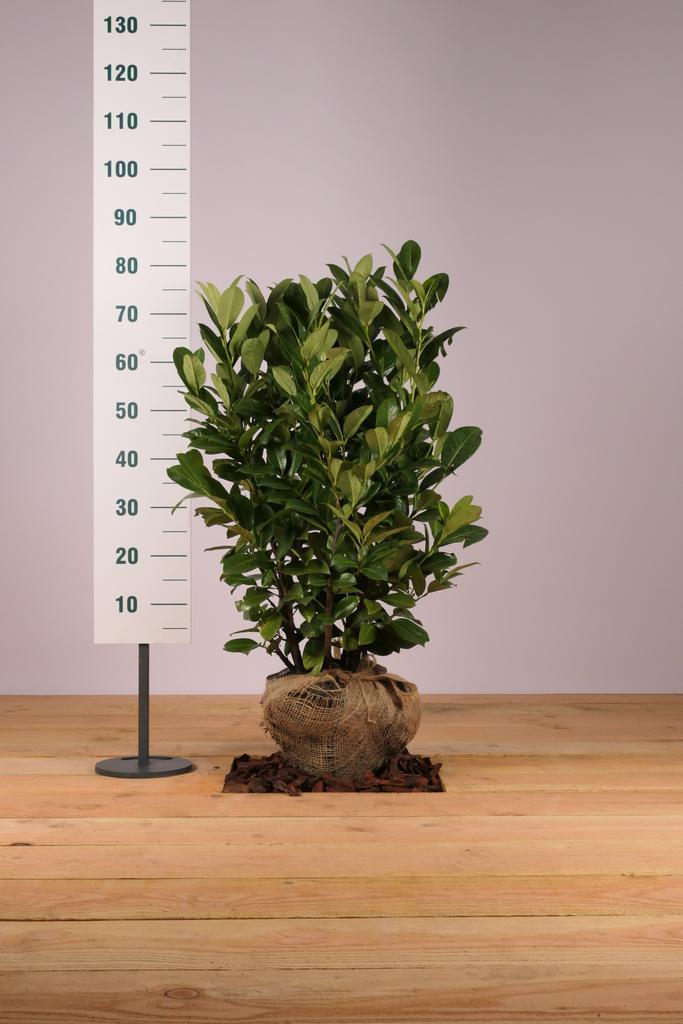 Laurier Rotundifolia/Prunus laur. Rotundifolia 60t/m225cm, Tuin en Terras, Planten | Struiken en Hagen, Overige soorten, Haag