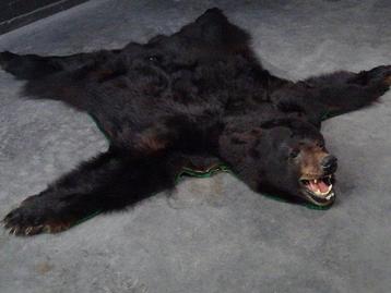 Black Bear Floor-skin Taxidermie volledige montage - Ursus beschikbaar voor biedingen