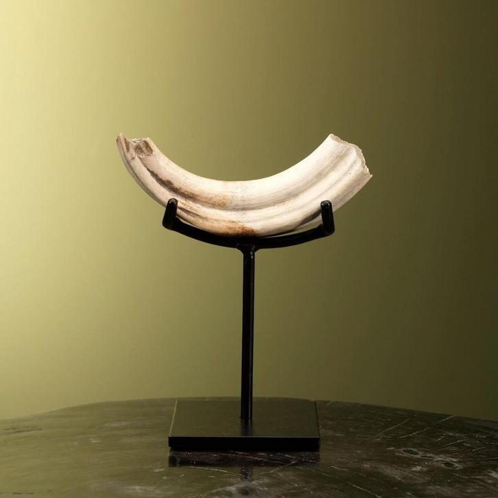 Zwijn Slagtand Taxidermie Opgezette Dieren By Max, Verzamelen, Dierenverzamelingen, Opgezet dier, Nieuw, Wild dier, Ophalen of Verzenden