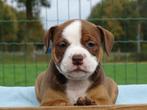 Old English Bulldog pups! | Mogen mee! | Hartelijk Welkom., Dieren en Toebehoren, Honden | Bulldogs, Pinschers en Molossers, Parvo