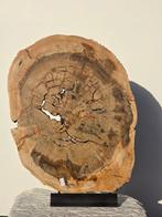 Fossiel hout - Gefossiliseerd hout - 47 cm