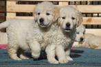 Golden Retriever Pups - Kies Zorgvuldig / Kies met Stamboom., Dieren en Toebehoren, Honden | Retrievers, Spaniëls en Waterhonden