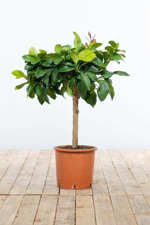Citroenboom / Citrus Limon ministam 40-60 cm, Tuin en Terras, Planten | Tuinplanten