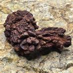 Plezier van natuurlijk coproliet ø 6,5x3,5 cm- 55 g - (1)