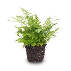 Varen - Athyrium spicatum - Terrarium plant - Potmaat 6, Verzenden