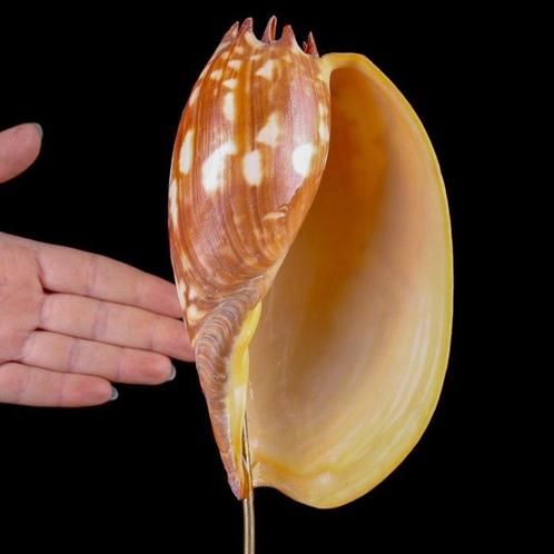 Fascinerend exemplaar van een Volutidae-schelp Zeeschelp -, Verzamelen, Dierenverzamelingen