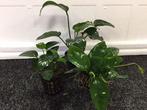 Anubias Mix 3 potten, Dieren en Toebehoren, Vissen | Aquaria en Toebehoren, Nieuw, Ophalen of Verzenden