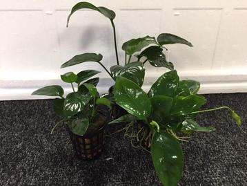 Anubias Mix 3 potten beschikbaar voor biedingen