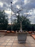 Japanse esdoorn Deshojo - Hoogte (boom): 70 cm - Diepte