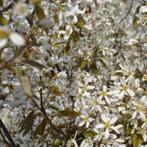 Krentenboom haagplant - Amelanchier lamarckii - 225-250 cm, Ophalen of Verzenden