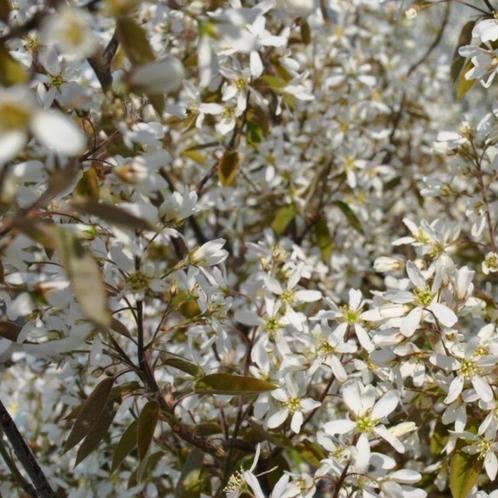 Krentenboom haagplant - Amelanchier lamarckii - 225-250 cm, Tuin en Terras, Planten | Bomen, Ophalen of Verzenden